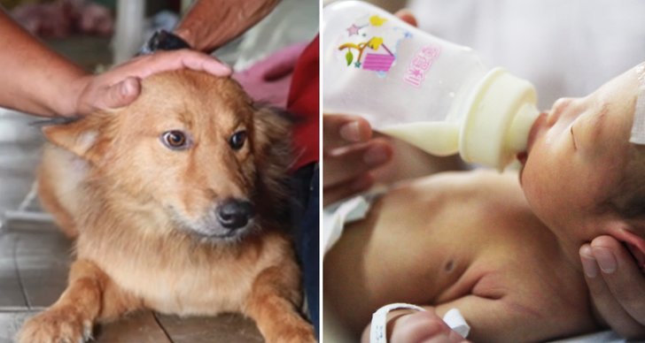 Rädda, Hund, Bebis, Nyfödd, Thailand